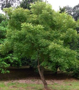 Neem Tree