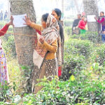 newsletter-ap-jan-8-in-focus