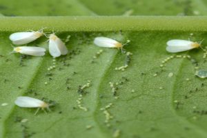 UPL deploys experts to aid farmers to control whitefly in Punjab & Haryana